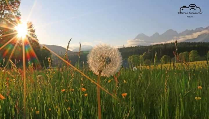 Biobauernhof Brandlhof Apartment Ramsau am Dachstein Luaran gambar