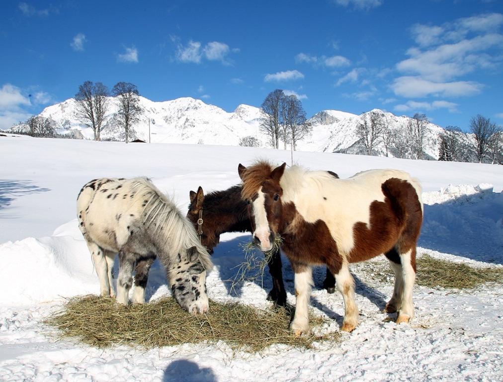 Biobauernhof Brandlhof Apartment Ramsau am Dachstein Luaran gambar